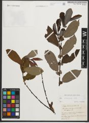 Foto von Salix silesiaca Willd.
